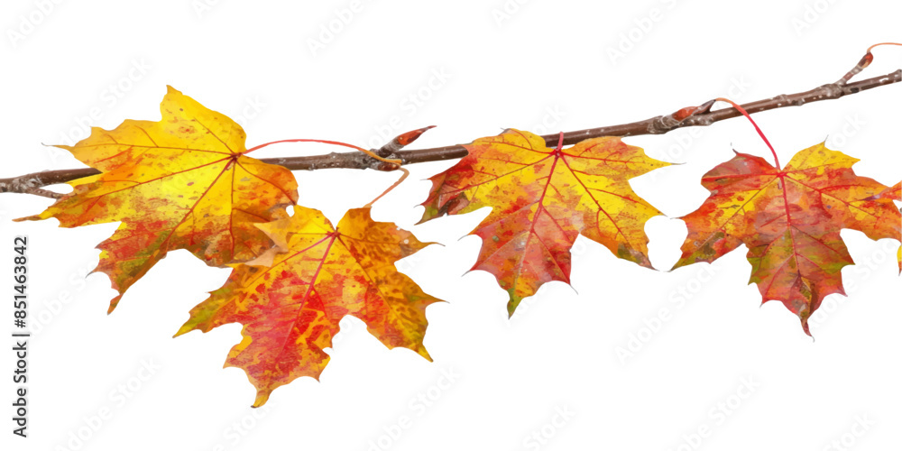 Autumn maple leaves on branch isolated white background Autumn maple leaves on branch isolated white background