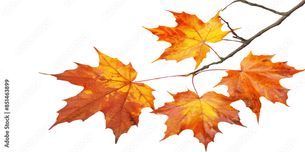 Autumn maple leaves on branch isolated white background Autumn maple leaves on branch isolated white background