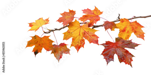 Autumn maple leaves on branch isolated white background
