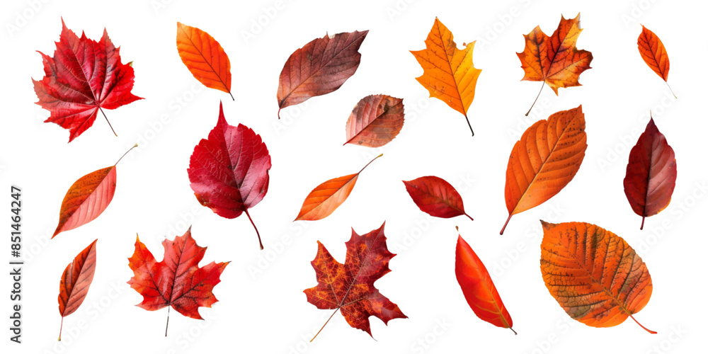 A set of autumn leaves isolated on a white background A set of autumn leaves isolated on a white background