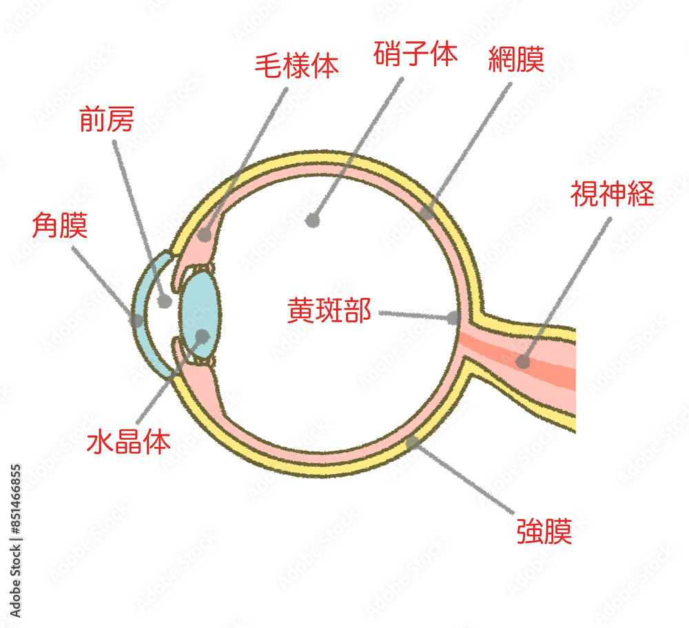 眼球の構造図 イラスト素材 図解 断面図 Stock Illustration | Adobe Stock