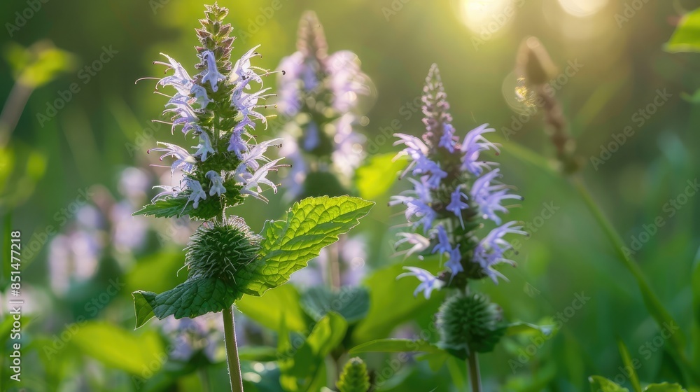 Macro shot of marsh mint flowers blooming in a marshland, with soft focus on the surrounding greenery Macro shot of marsh mint flowers blooming in a marshland, with soft focus on the surrounding greenery