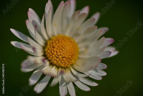 Close up summer flower sunny day