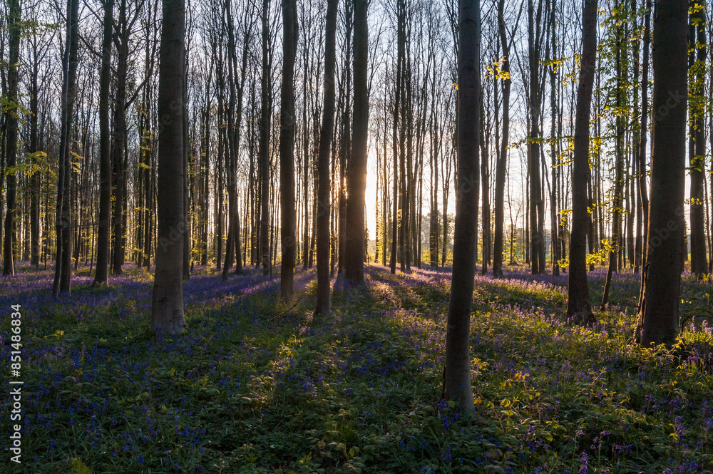 The rising sun illumingating a flowerbed of bluebells in the Hallerbos, on an early spring morning. The rising sun illumingating a flowerbed of bluebells in the Hallerbos, on an early spring morning.