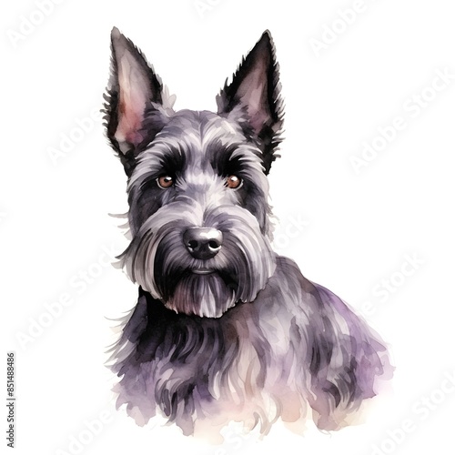 Watercolor of Adorable Scottish Terrier on Isolated White Background