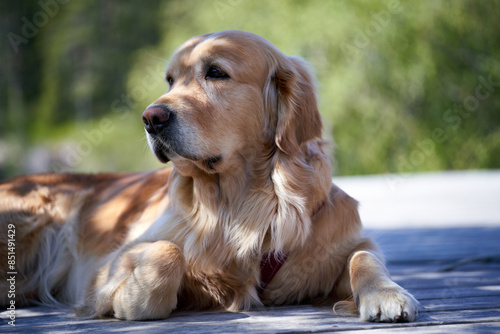 A young female golden retriever is lying on the wooden terrace by the cabin, close to the forest, and on watch on a summer day in Norway