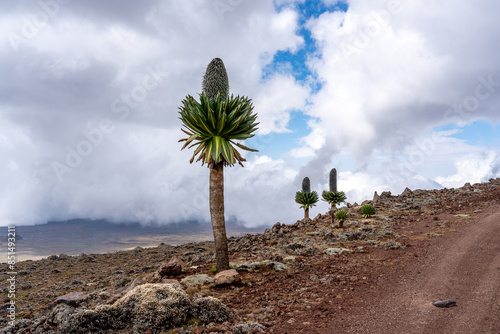 Ethiopia, landscape of the Sanetti Plateau in the  Bale Mountains National Parc. On the way to the peak of the Tullu Dimtu mountain.  photo