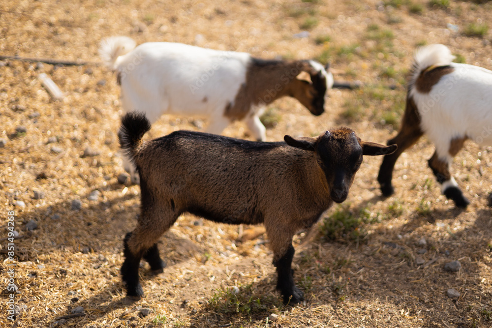 little goat walks on an eco-friendly farm little goat walks on an eco-friendly farm
