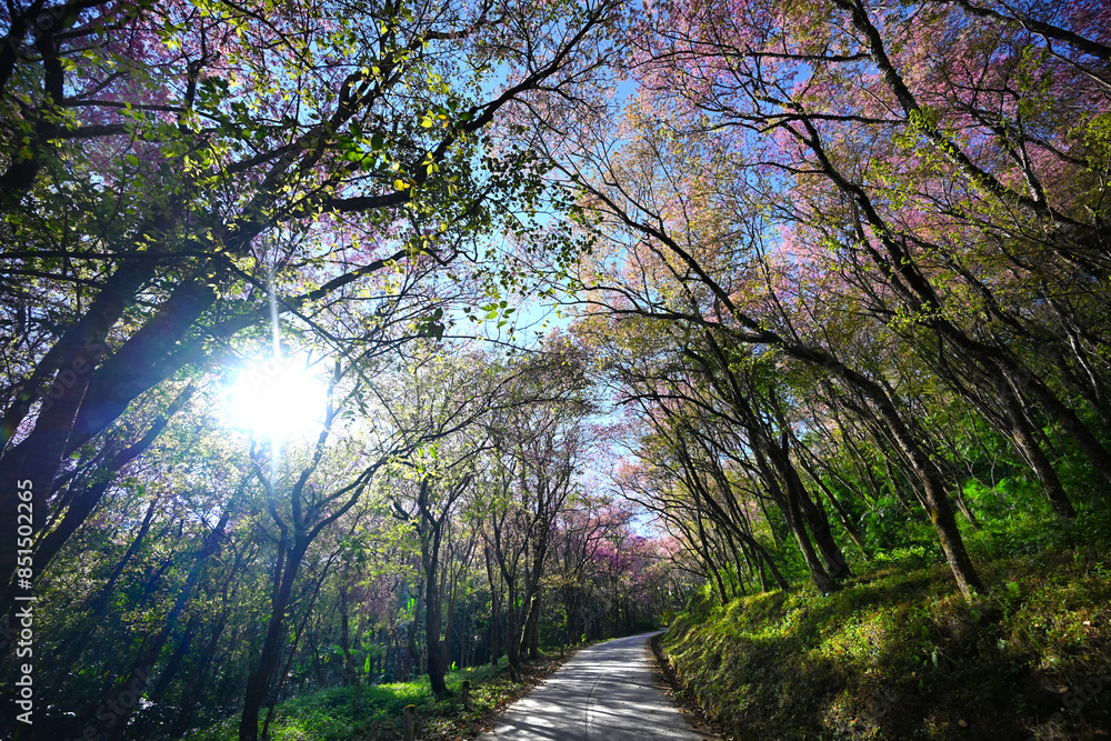 Naklejka premium Road to the peak of the mountain that full of big tree and pink flower (Prunus cerasoides).