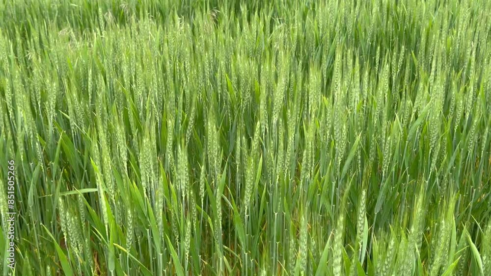 Green wheat field swaying in the wind Green wheat field swaying in the wind