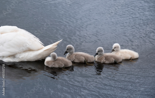 Fototapeta Naklejka Na Ścianę i Meble -  Mute swan (Cygnus olor) young follow their mother in a pond. Six little cute fluffy cygnets