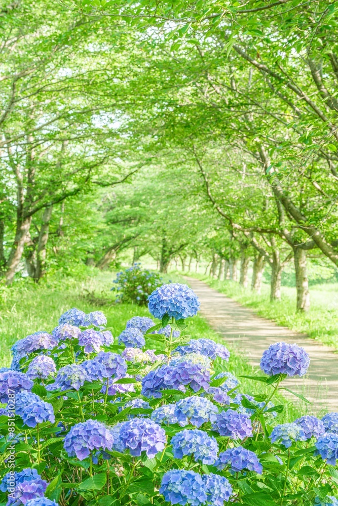 Obraz premium 紫陽花が綺麗