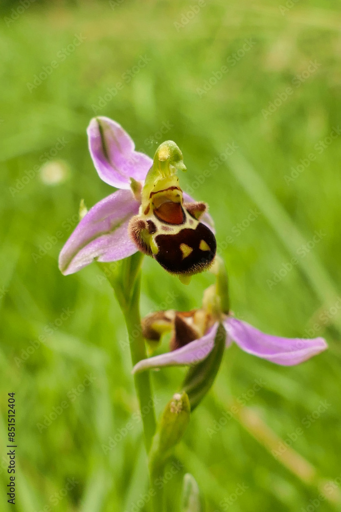 Fototapeta premium Close up of a Bee Orchid (Ophrys apifera)