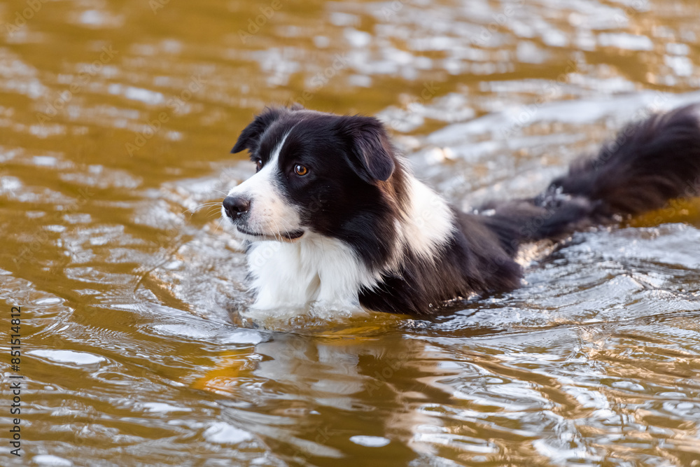 Male Border Collie dog swimming in the water. Wet purebred canine taking bath in the river lake Male Border Collie dog swimming in the water. Wet purebred canine taking bath in the river lake
