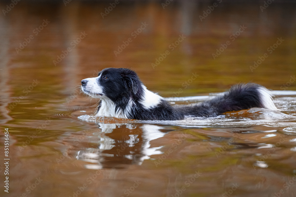 Male Border Collie dog swimming in the water. Wet purebred canine taking bath in the river lake Male Border Collie dog swimming in the water. Wet purebred canine taking bath in the river lake