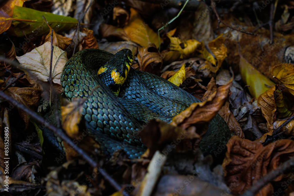 grass snake coiled in forest litter grass snake coiled in forest litter