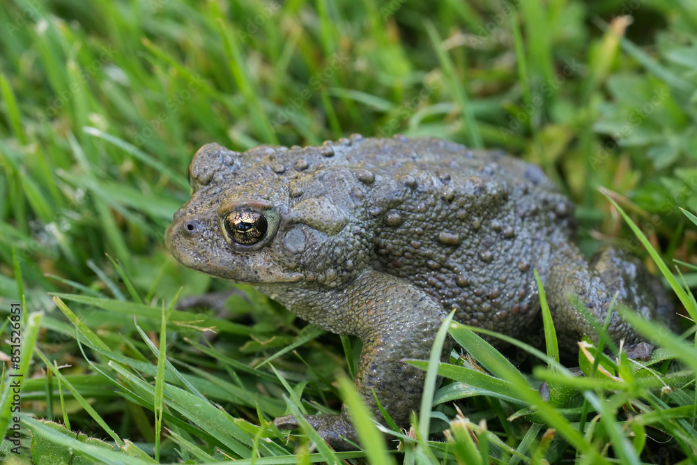 Closeup on an adult Western toad, Anaxyrus or Bufo boreas sitting on the grass Closeup on an adult Western toad, Anaxyrus or Bufo boreas sitting on the grass