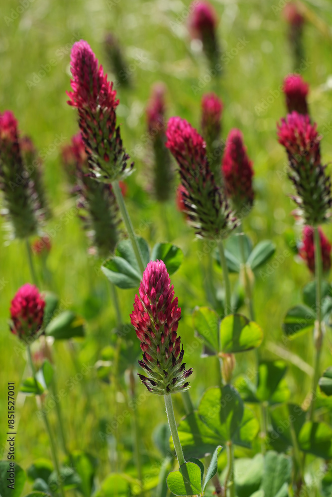 Colorful wide angle landscape shot on field of blossoming red Crimson or Italian clover, clover, Trifolium incarnatum Colorful wide angle landscape shot on field of blossoming red Crimson or Italian clover, clover, Trifolium incarnatum