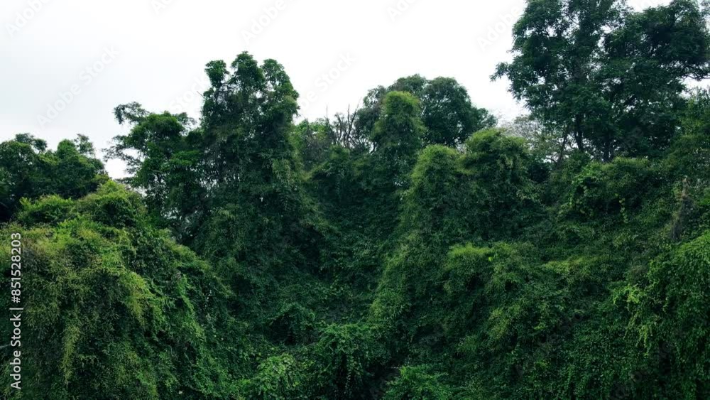 Aerial shot of natural lush green tropical forest