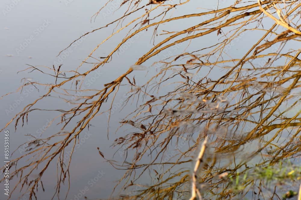 Fototapeta premium Reflection of tree branches in the water. Selective focus.