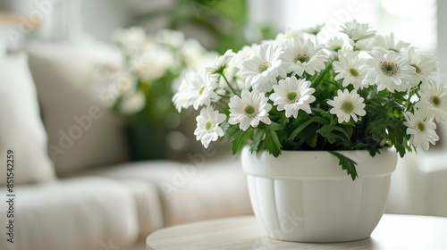 Simple yet elegant white flowers in a white pot, ideal for a minimalist and tranquil design.