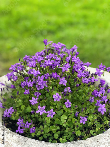 selective focus on a violet campanula medium flowers in cement vase © raffaellagalvani