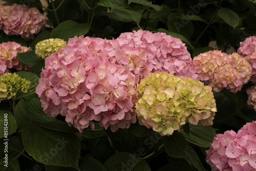 Massif de bouquets d'hortensias roses photo