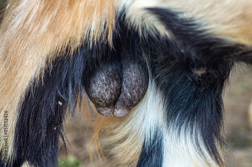 testicles or genitals of a male etawa goat photo