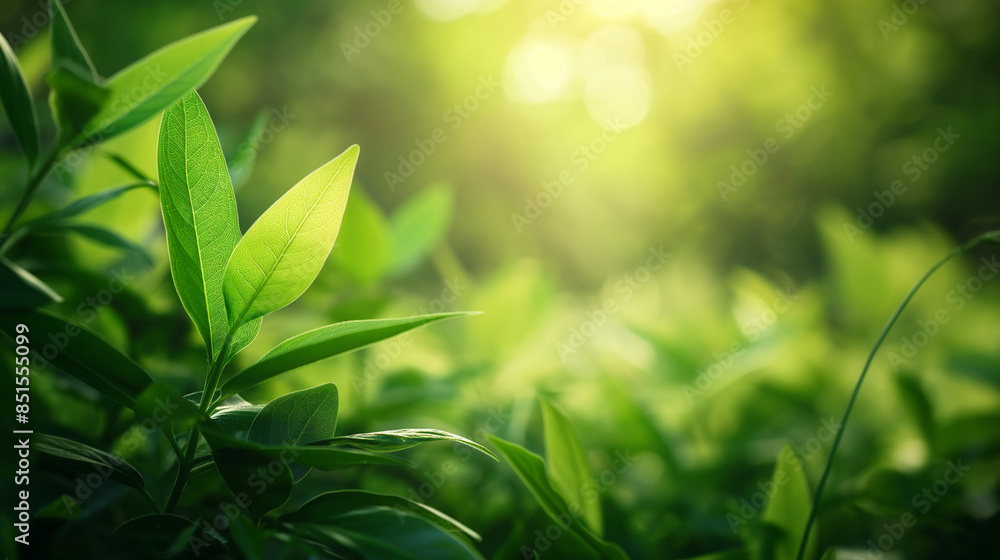 Summer texture background of green grass in out of focus Summer texture background of green grass in out of focus