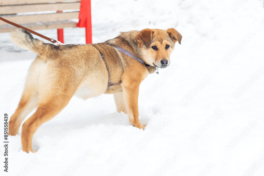 A brown dog is standing on a leash in the snowy landscape A brown dog is standing on a leash in the snowy landscape