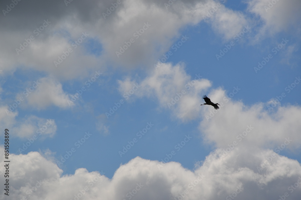 A stork's nest. A bird's nest. The village A stork's nest. A bird's nest. The village
