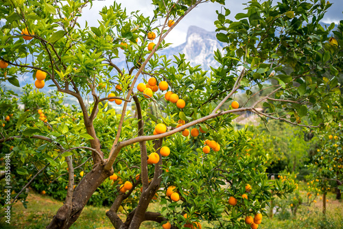 Photos Small orange tree with ripe oranges in the Sóller valley amidst Serra de Tramuntana mountains of Mallorca, highlighting the organic produce, perfect for promoting fresh citrus fruits and agritourism