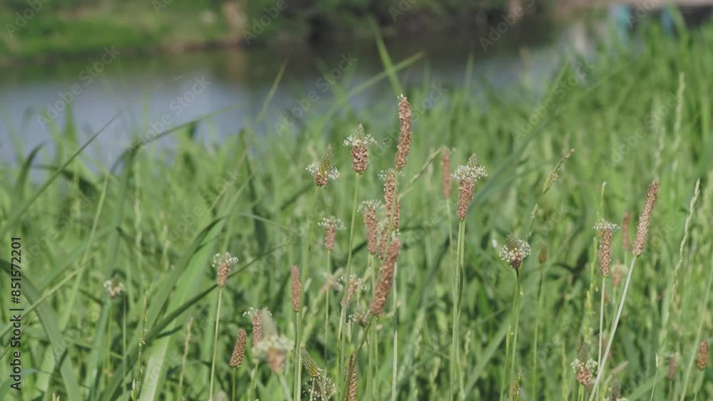 大和川沿いに咲いたヘラオオバコの花 大和川沿いに咲いたヘラオオバコの花