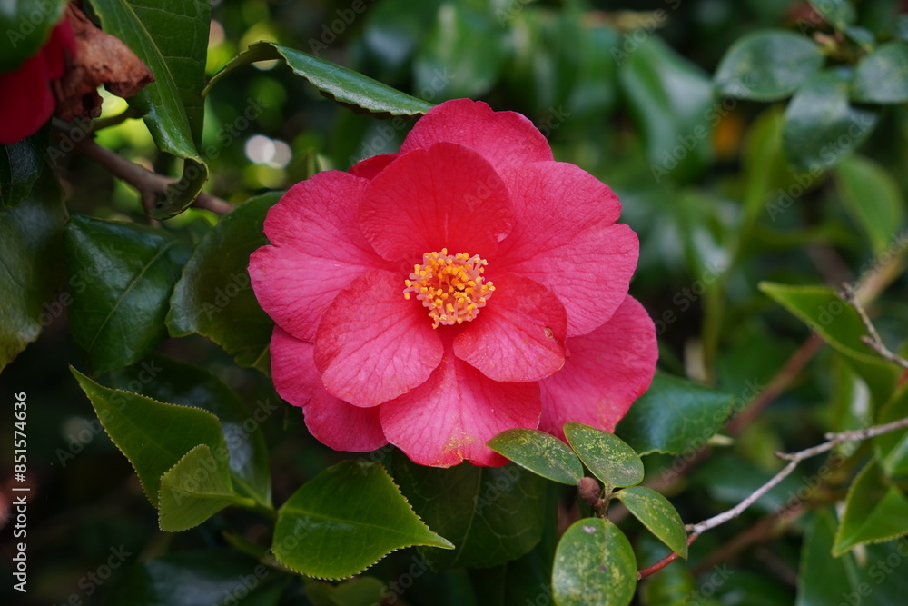 flowering garden shrub in spring bloom. single red pink camellia flower head flowering garden shrub in spring bloom. single red pink camellia flower head