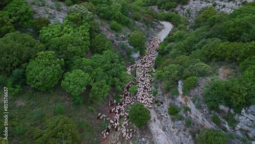 Flock of sheep on the Camino Real from the medieval Almiñe road to the hermitage of the Virgen de la Hoz in the Valdivielso Valley. Las Merindades region. Burgos, Castilla y Leon, Spain, Europe photo