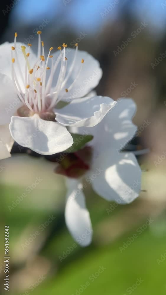 flowers of apricots in spring in the garden, macro, close up, everything blooms and comes to life, garden plants, bushes, garden care, beauty that surrounds us, gardening, botany flowers of apricots in spring in the garden, macro, close up, everything blooms and comes to life, garden plants, bushes, garden care, beauty that surrounds us, gardening, botany
