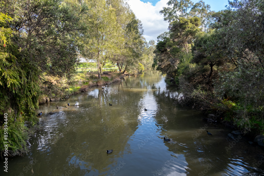 Fototapeta premium Edgars Creek in Edwardes Lake Park, a serene waterway with wild birds and surrounded by Australian native trees. An urban park in Reservoir, in Melbourne's northern suburbs.