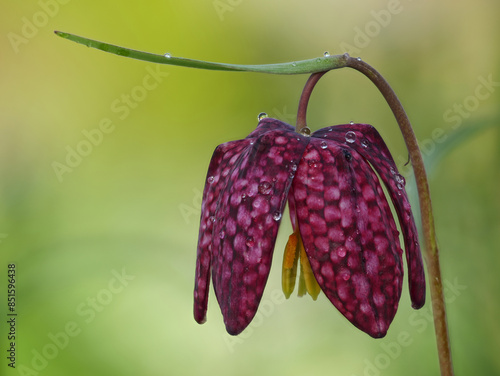 Schachbrettblume mit Regentropfen.