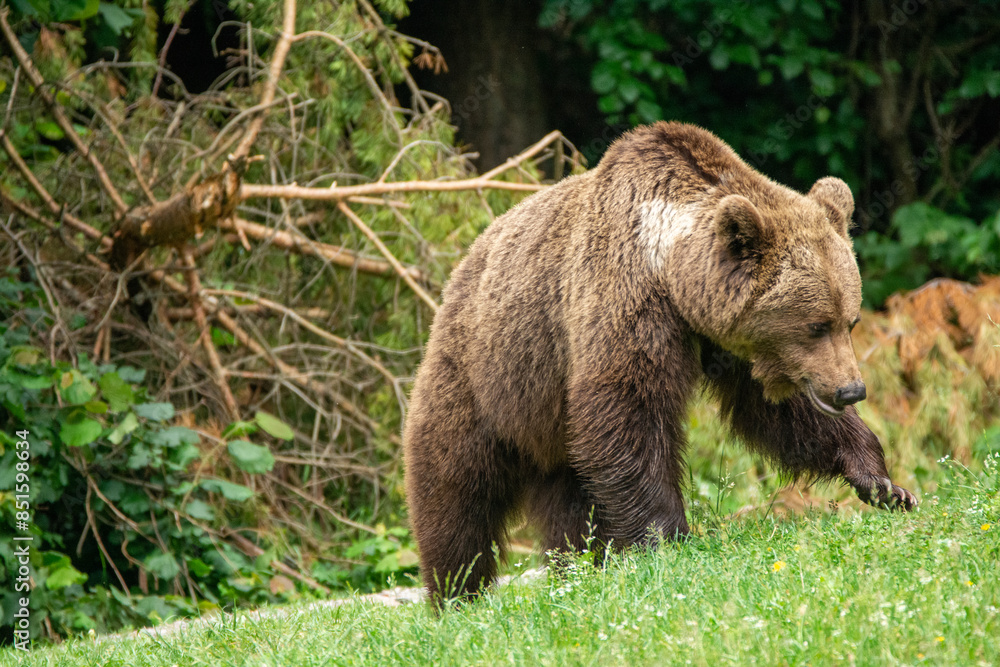 brown bear in the forest