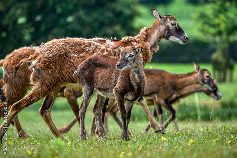 deer and calf