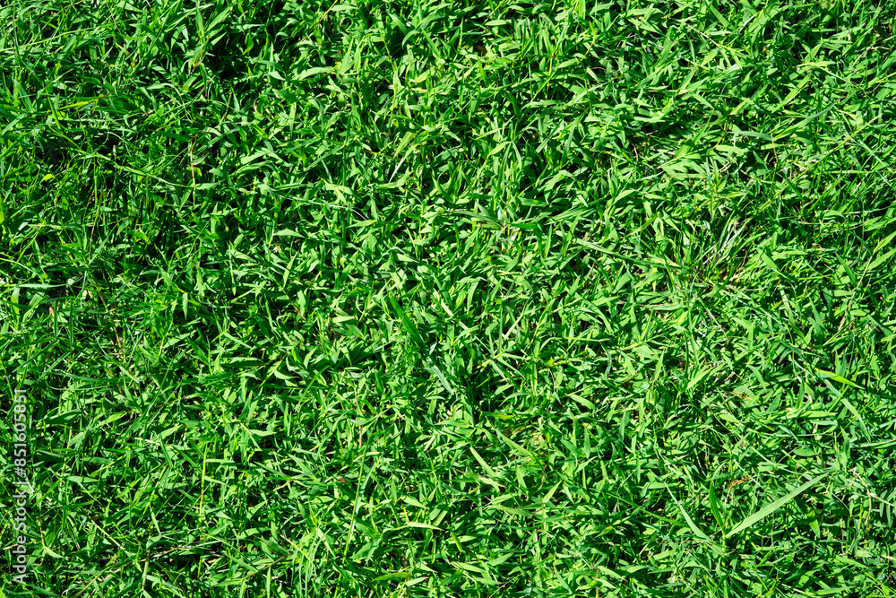natural green grass texture background natural green grass texture background