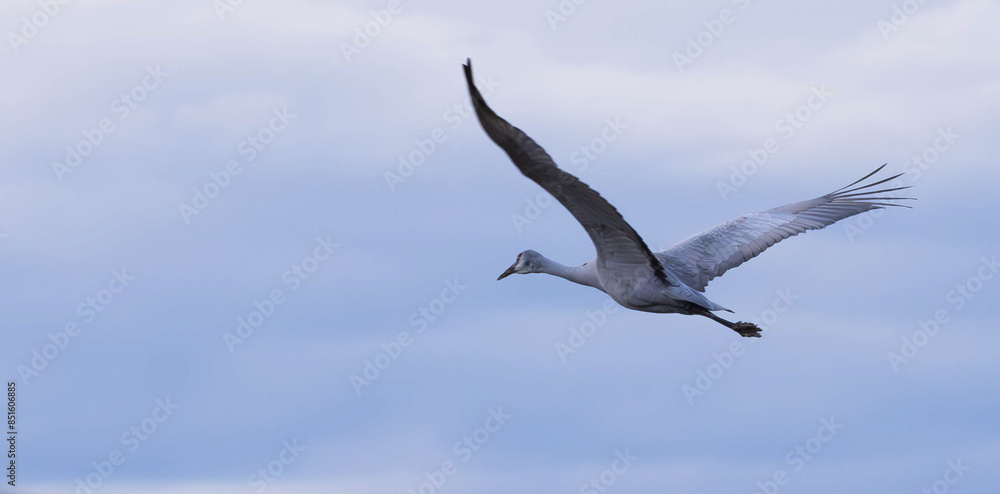 Obraz premium Sandhill Cranes flying in the sky