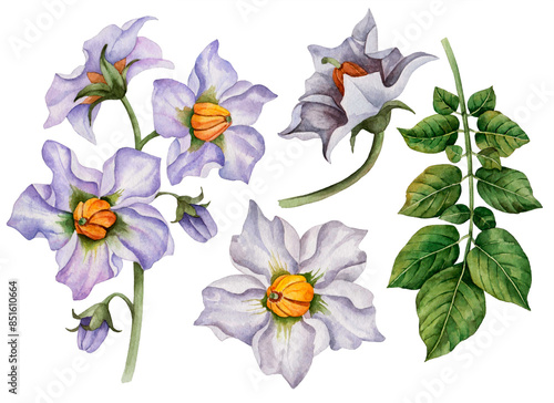 Watercolor set of flowers and leaves, potato in bloom, hand drawn floral illustration isolated on white background.
