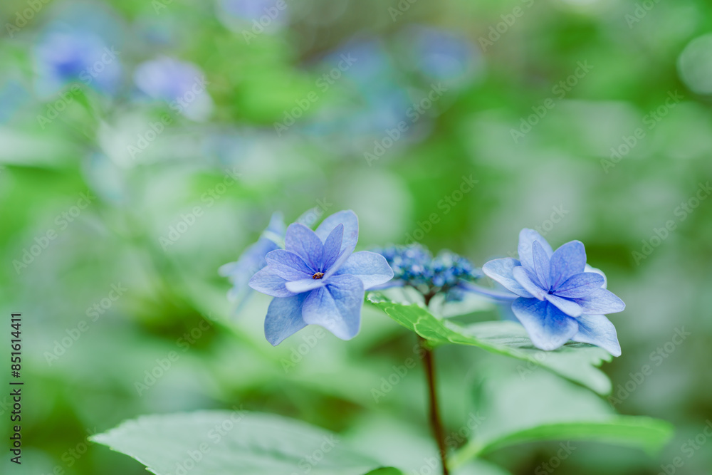 上野に咲く美しい紫陽花 上野に咲く美しい紫陽花