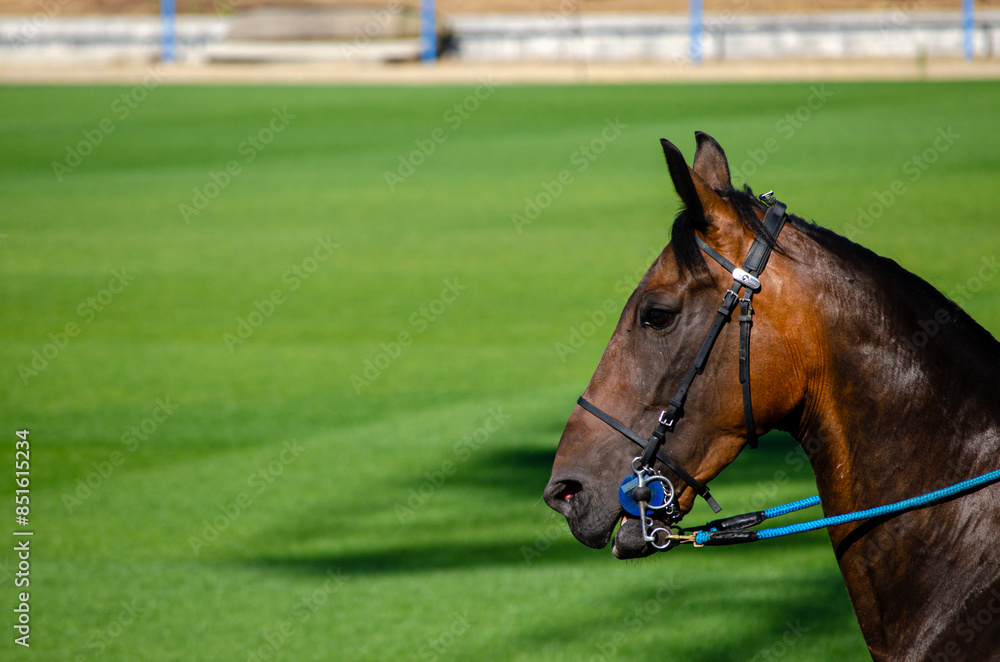 head of a horse on the green background of a field. head of a horse on the green background of a field.
