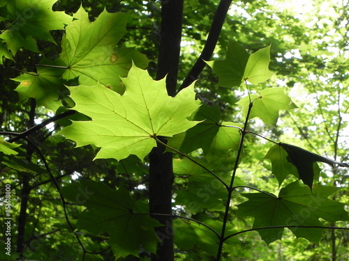 green maple leaves under the sunlight