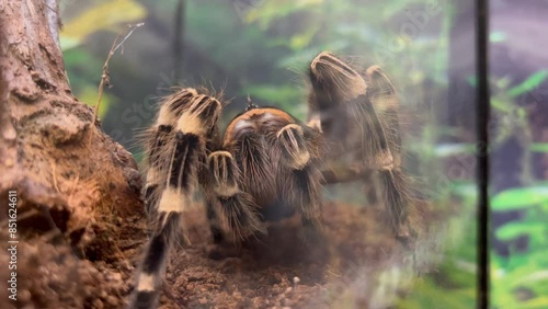 A large bird-eating spider with shaggy striped paws sits in a terrarium and moves its mandibles and front paws in one place. High quality 4k footage photo