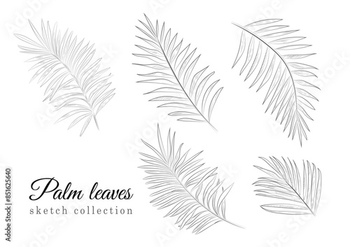 palm leaves outline vector collection