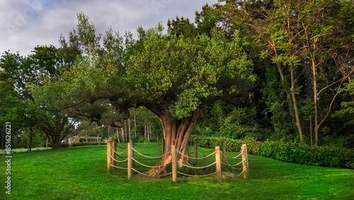 tree in the park