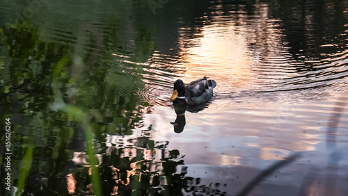 A duck in the river